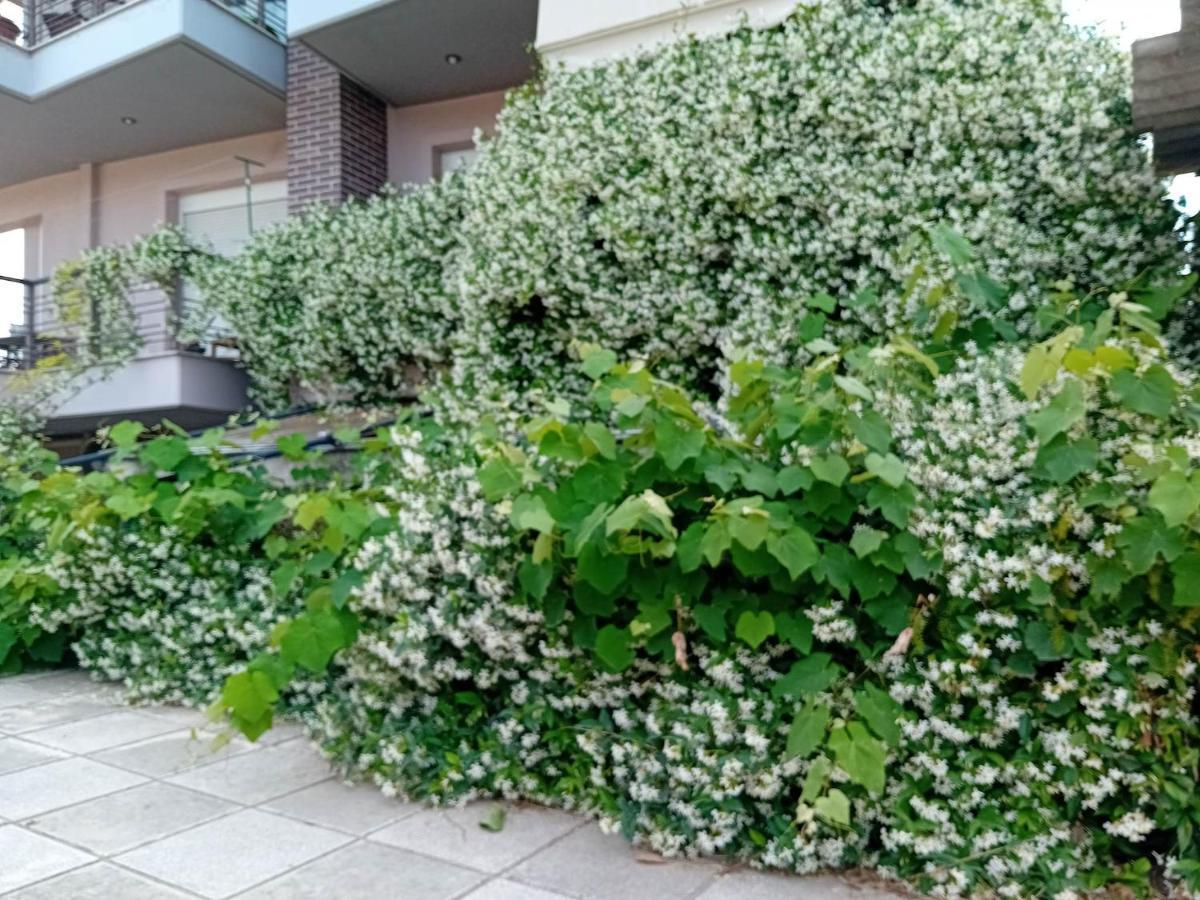 شقة Stella'S Jasmine سالونيك المظهر الخارجي الصورة
